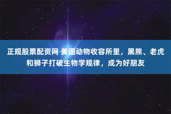 正规股票配资网 美国动物收容所里，黑熊、老虎和狮子打破生物学规律，成为好朋友